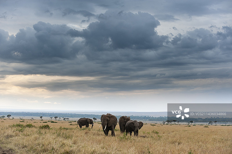 肯尼亚马赛马拉国家保护区云空下稀树草原中行走的非洲象图片素材