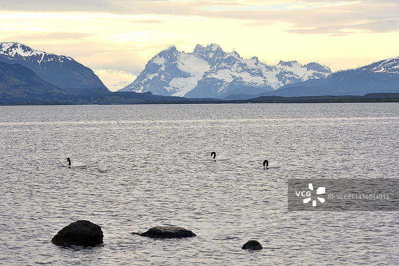 黑颈天鹅图片素材