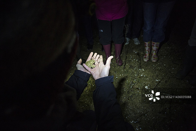 夜间教育之旅，探索两栖动物（这里是花背蟾蜍），吕贝隆自然公园，法国图片素材