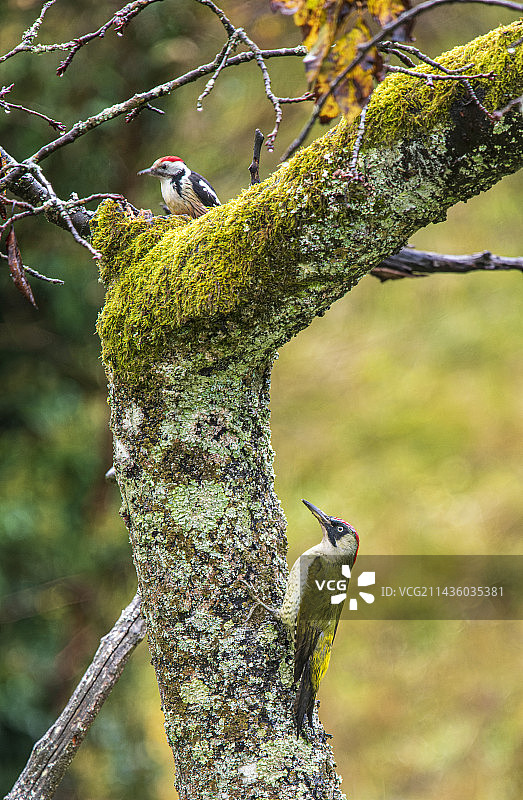 绿啄木鸟和中斑啄木鸟：秋日法国苹果树干上图片素材