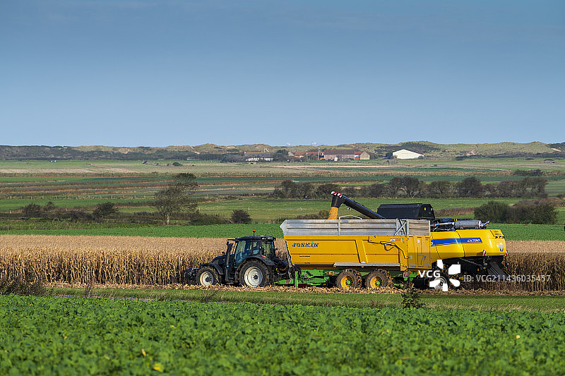 在法国加来海峡科凯勒的田野里收割玉米图片素材