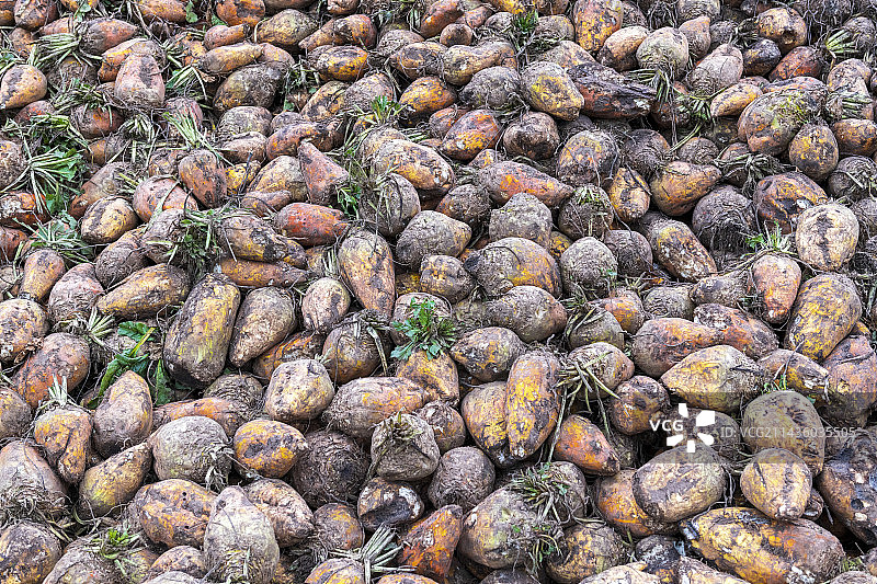 法国加来海峡省，田地里的饲用甜菜图片素材
