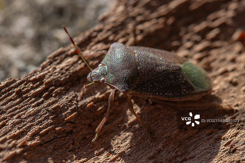 法国加尔省的南方绿蝽冬季形态图片素材