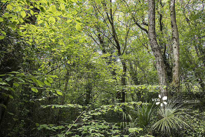 法国阿巴迪亚保护区土地风光图片素材