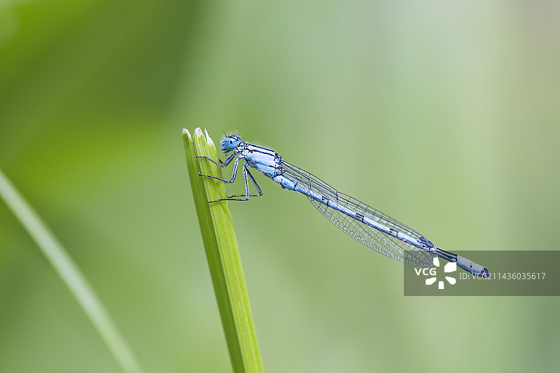 一只普通蓝色豆娘（学名：Enallagma cyathigerum）停留在法国罗讷河口省的树叶上图片素材