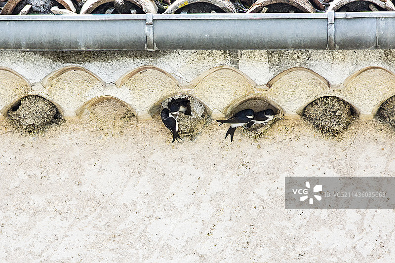 家燕在法国韦尔东地区自然公园的La Martre村筑巢图片素材