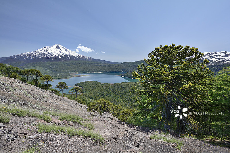 智利阿劳卡尼亚：孔吉利奥湖和亚伊马火山图片素材
