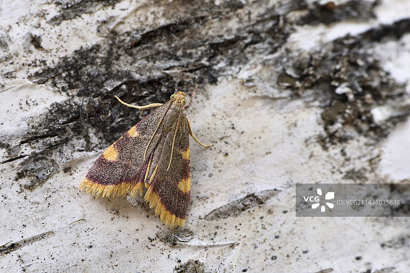 树皮上的金色三角蛾，法国克勒兹图片素材