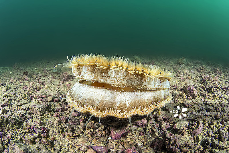 法国新阿基坦大区扇贝图片素材