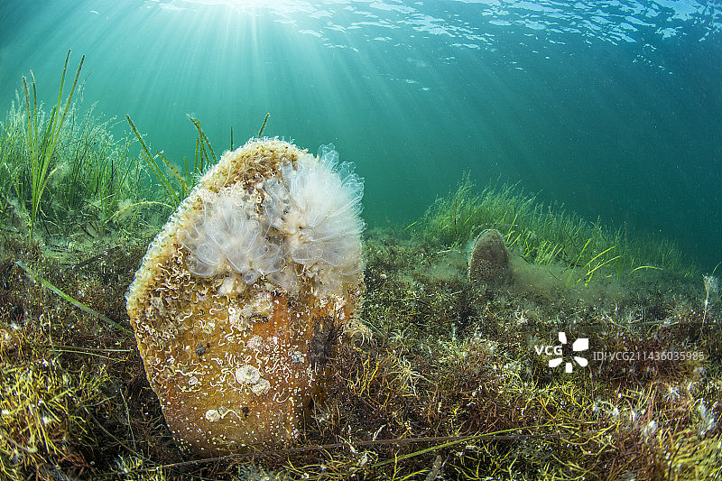 托湖中幸存的2个贵妇扇贝（2021年夏季）。自2016年以来，该物种在地中海地区受到流行病（与 Haplosporidium 寄生虫有关）的影响，被列为极度濒危物种。图片素材