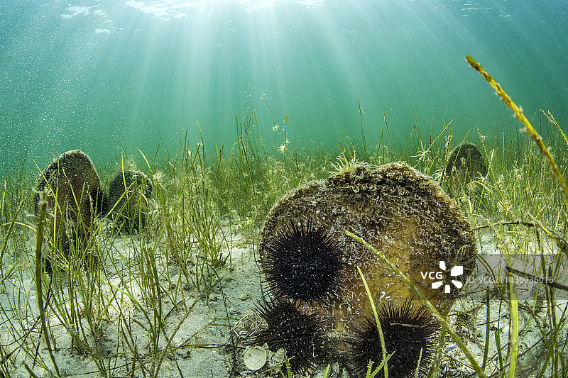Thau泻湖中的贝壳（Pinna nobilis）图片素材