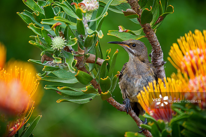 海角糖鸟 (Promerops cafer) 在 Leucospermum 花上，克利夫步道，赫曼努斯，鲸鱼海岸，奥弗贝格，西开普省，南非图片素材