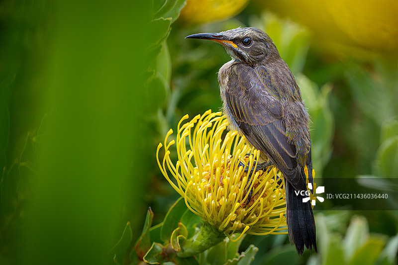 海角糖鸟 (Promerops cafer) 在 Leucospermum 花上,克利夫步道,赫曼努斯,鲸鱼海岸,奥弗贝格,西开普省,南非图片素材