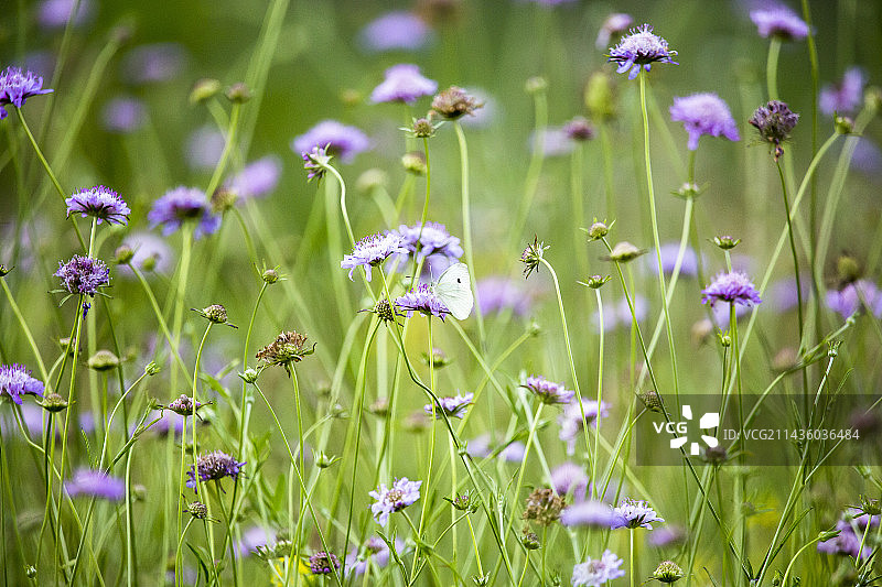 寇泰宗盐池敏感自然区域的白花 Scabieusia 花朵图片素材
