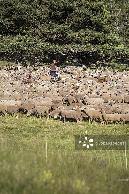 法国上普罗旺斯阿尔卑斯山吕尔山绵羊盐的分布图片素材
