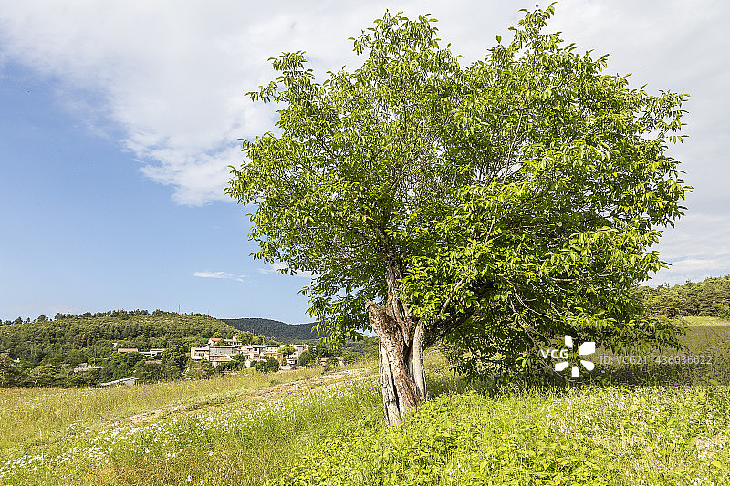 法国瓦尔省韦尔东地区自然公园拉马特村前的核桃树图片素材