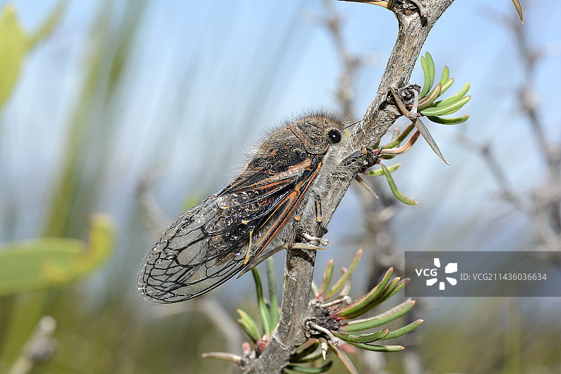 智利阿劳卡尼亚大区比亚里卡国家公园的蝉图片素材