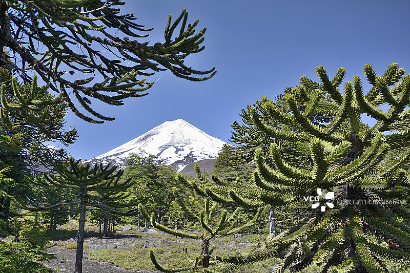 智利阿劳卡尼亚大区孔吉利奥国家公园的亚伊马火山和猴谜树图片素材