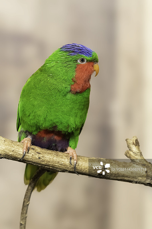 树枝上的蓝冠鹦鹉（萨摩亚和汤加群岛）图片素材
