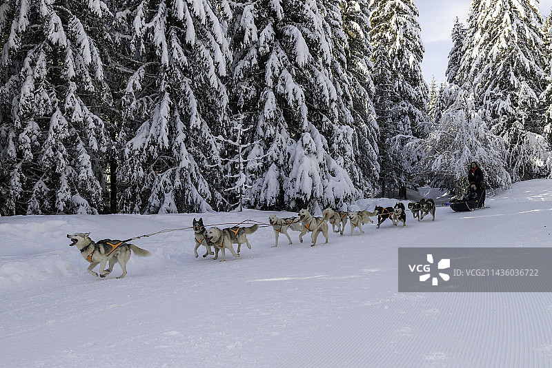 萨瓦省阿尔卑斯山的狗拉雪橇，法国图片素材