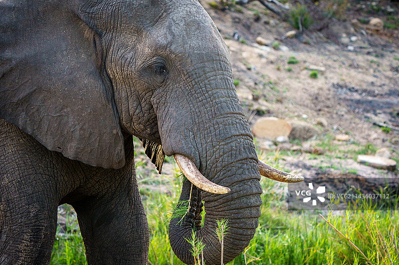 非洲草原象（非洲象）觅食. 姆普马兰加省，南非图片素材