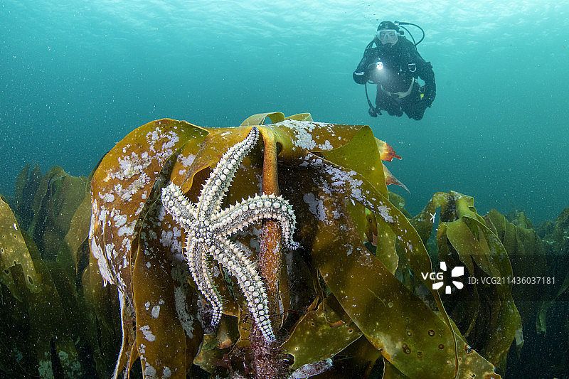 水肺潜水员与海星，挪威图片素材