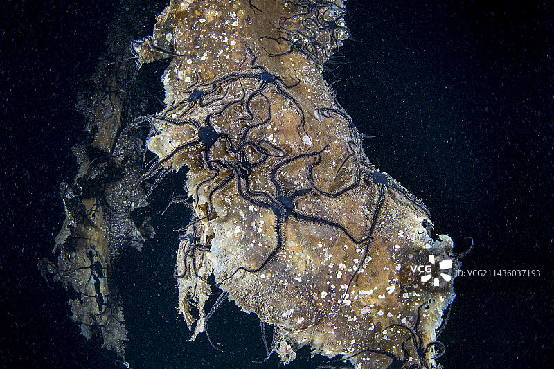 挪威近海海藻叶上的黑色海星图片素材