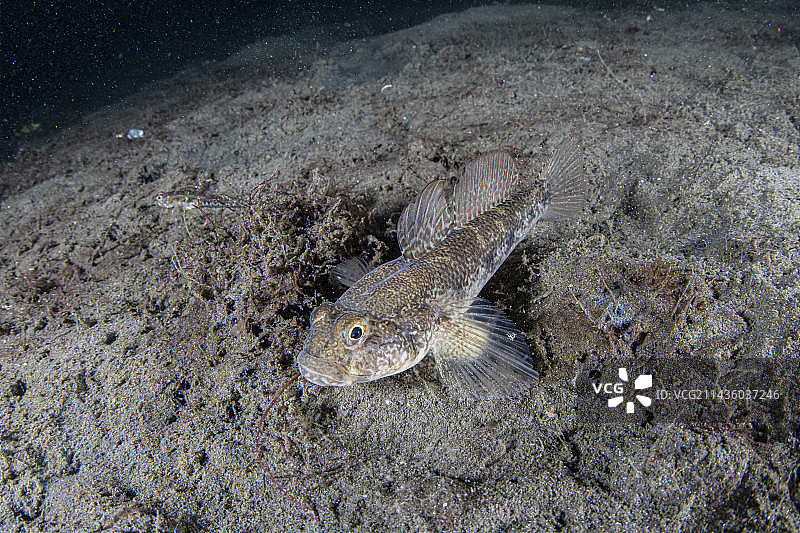 黑鰕虎鱼，挪威斯特罗姆霍尔门，韦旺，挪威中部沿海公社，特隆赫姆峡湾以北，北大西洋图片素材