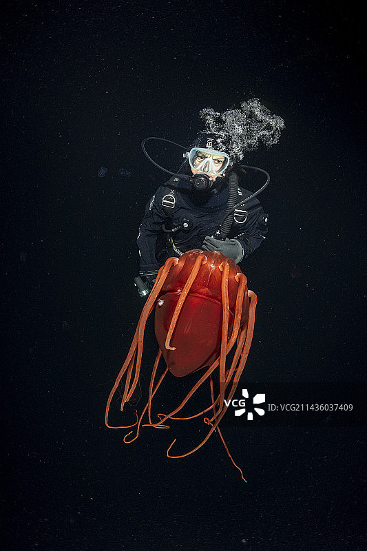 配备头盔的潜水员与霞水母（深海发光红色水母），挪威特隆赫姆峡湾，大西洋图片素材
