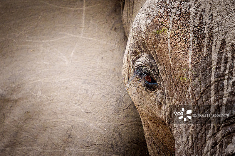 非洲丛林象，普马兰加省，南非图片素材