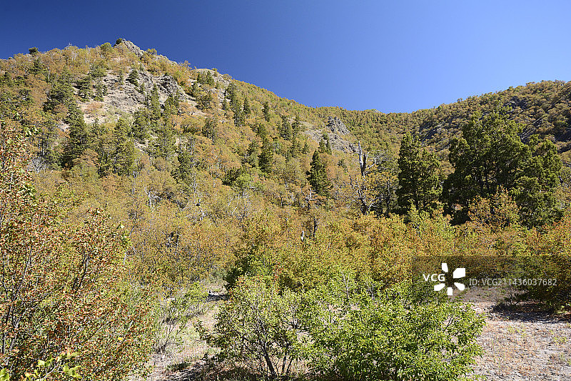 智利崖柏自然栖息地：智利和阿根廷特有的柏科植物，位于智利马乌莱大区七杯泻国家公园图片素材
