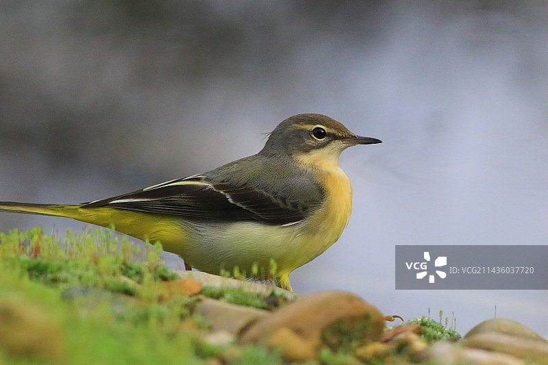 在地面上的灰鹡鸰图片素材