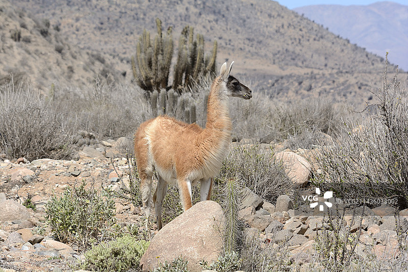 原驼，智利科金博大区图片素材