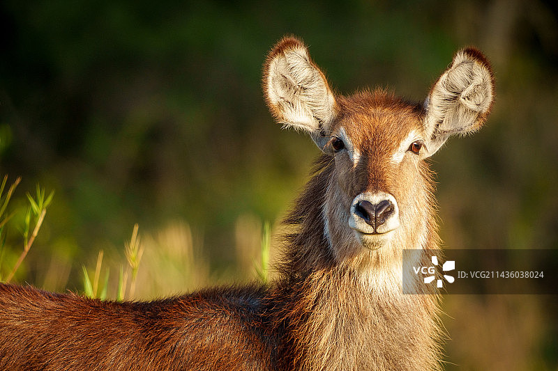 南非姆普马兰加省的椭圆水羚（雌性）图片素材