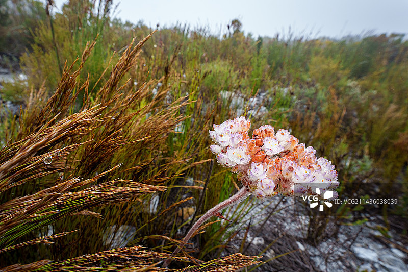 血根花，南非西开普省科格尔伯格自然保护区，鲸鱼海岸，奥弗贝格图片素材