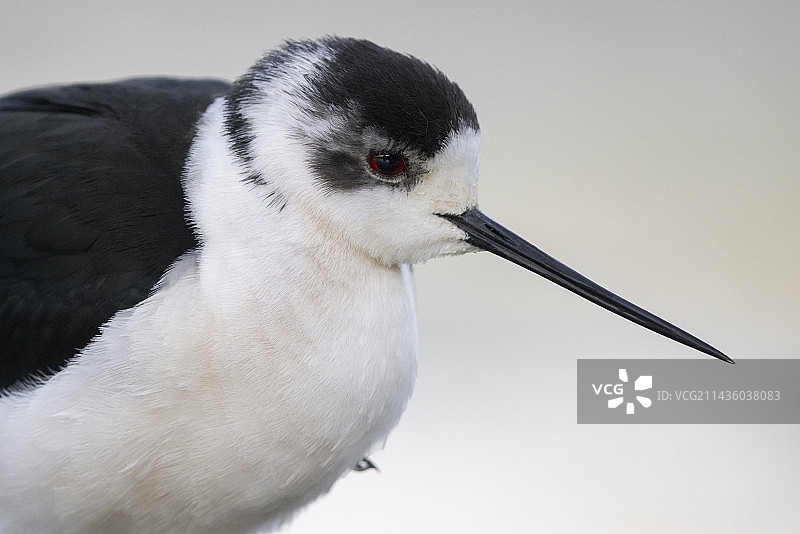 黑翅长脚鹬（Himantopus himantopus），成年，近摄，意大利坎帕尼亚图片素材