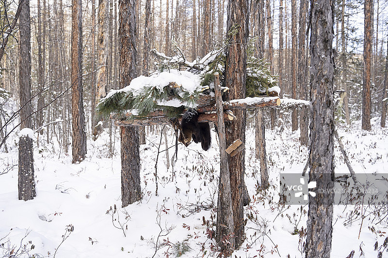 在俄罗斯布里亚特乌扬附近陷阱中的貂图片素材