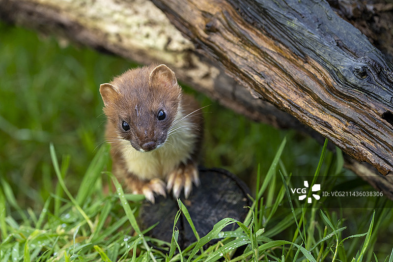 在树枝下站立的白鼬，英国图片素材