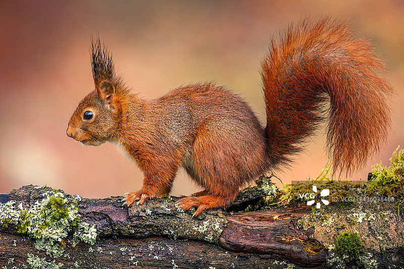 比利时阿登地区树枝上的红松鼠图片素材