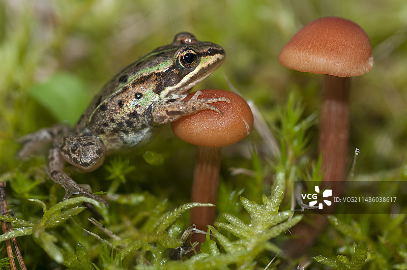 雷索纳蛙和晚丝盖伞，法国北部孚日地区自然公园图片素材