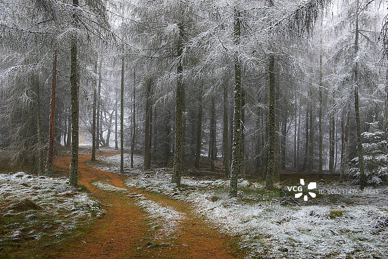 法国北部孚日地区自然公园的落叶松林中的初雪图片素材