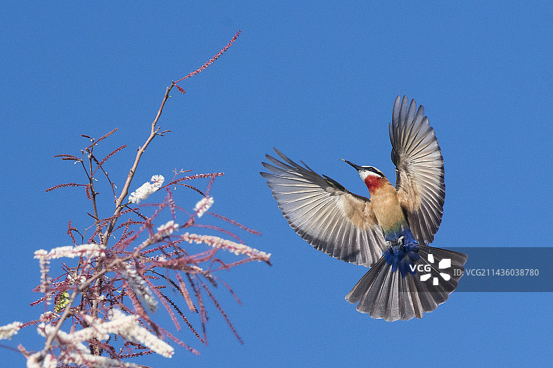 博茨瓦纳奥卡万戈三角洲的白额蜂虎飞行图片素材