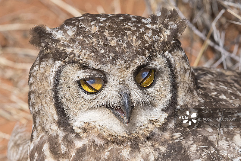 休息中的非洲 spotted eagle owl图片素材