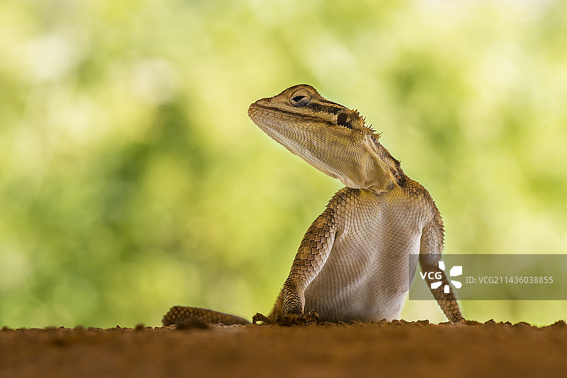 纳米比亚岩石鬣蜥图片素材