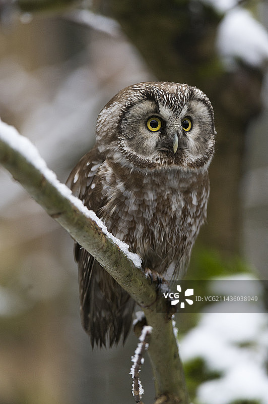 北极鸮栖息在树枝上，德国巴伐利亚森林国家公园图片素材