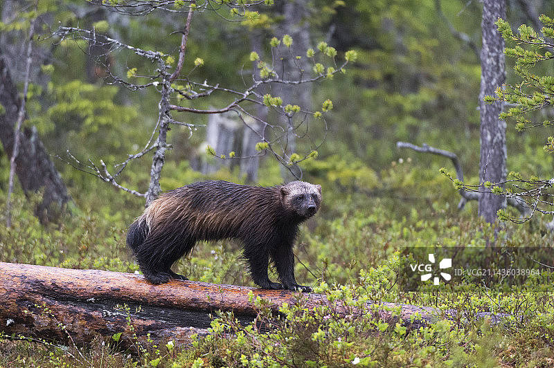 一只狼獾站在枯木上，芬兰图片素材