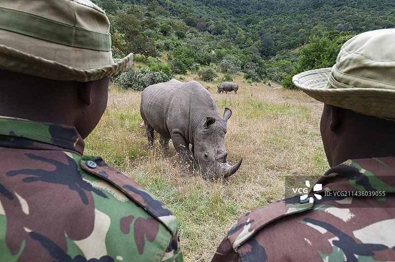 肯尼亚马赛马拉犀牛保护区内，一队反盗猎部队护送着一只白犀牛图片素材