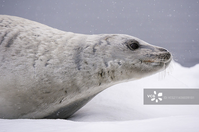南极洲威廉敏娜湾：一只休憩于冰面的食蟹海豹图片素材