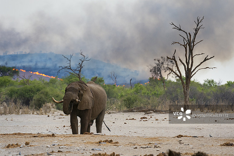 博茨瓦纳乔贝国家公园萨武蒂沼泽背景下山丘上发生丛林大火的非洲象图片素材