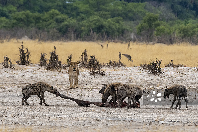 土狼，Crocuta crocuta，与一具尸体，从母狮Panthera leo处偷来。萨武蒂，乔贝国家公园，博茨瓦纳图片素材